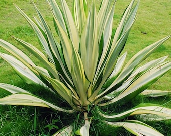 Giant False Agave, Variegated (furcraea Foetida) 4 Pot - Etsy