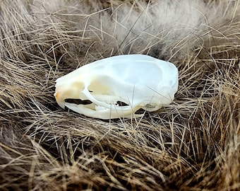 cráneo de ratón real taxidermia animal rareza grado A