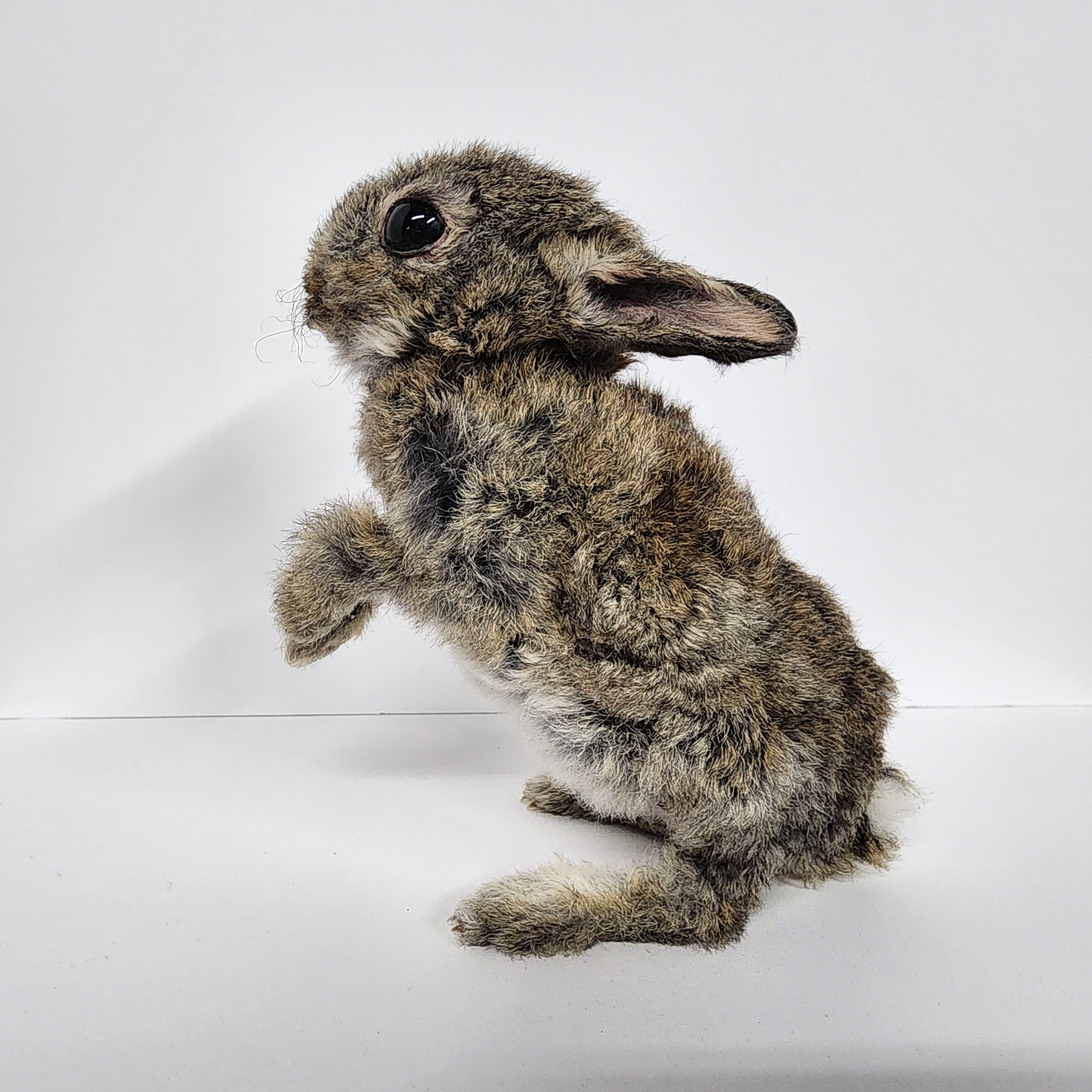 Baby Rabbit Taxidermy - Etsy