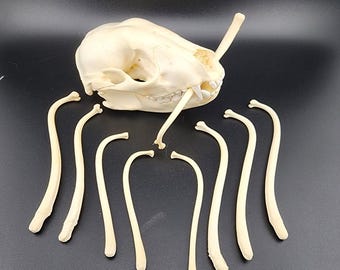 Muestra de hueso de báculo de mapache