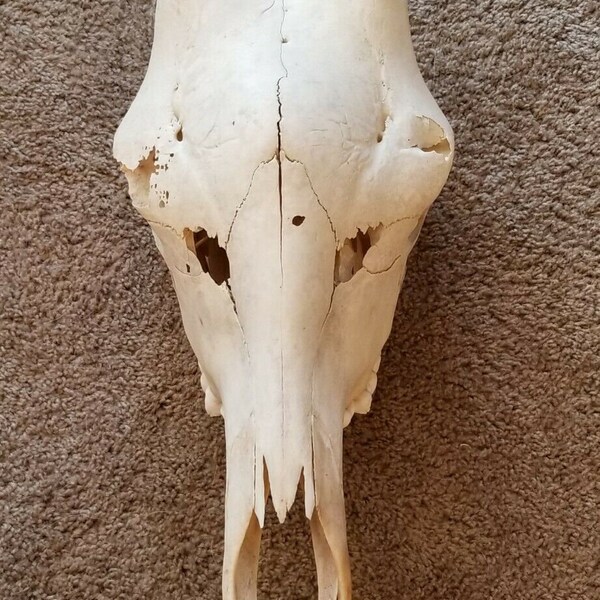 Real African Giraffe Skull Nature Found Wildlife Taxidermy Oddity Gift