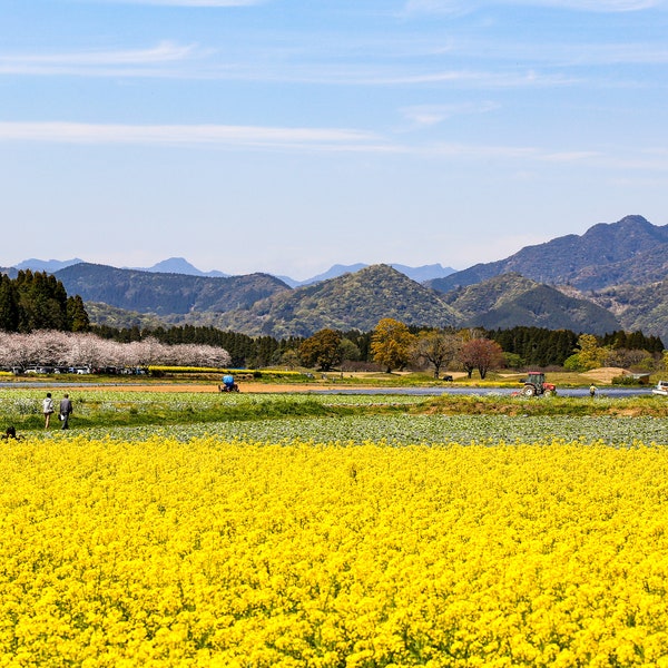 Saitobaru Burial Mounds, Print-at-home Wall Art, Digital Download, Saito Miyazaki, Japan Landscapes, Sakura, Rapeseed Flowers, Springtime