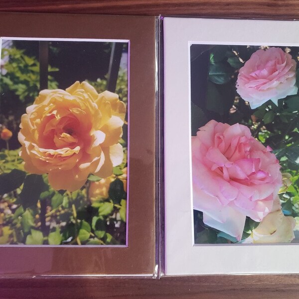 Pair of Photographs - Cape Cod Roses - Matted and Sealed Ready to Frame