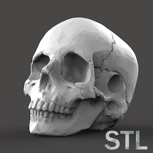 Puede incluir: Un modelo 3D blanco de bajo polígono de un cráneo humano. El cráneo está mirando hacia la derecha y está ligeramente inclinado hacia abajo. El modelo está renderizado en un estilo realista, con detalles visibles como los dientes y las cuencas de los ojos. La imagen está etiquetada como "STL" en la esquina inferior derecha.