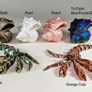 Articulated Hermes, the Hermit Crab
