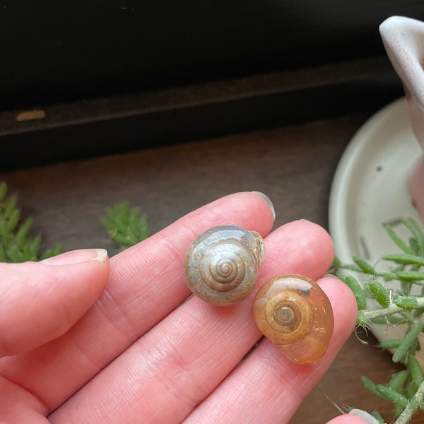 Snail Stud Earrings