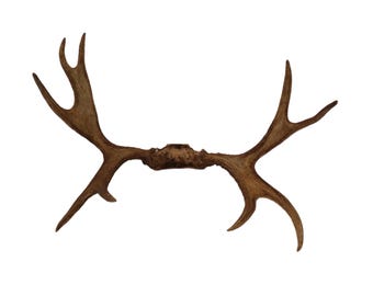 Grande coppia di corna di cervo tassidermizzate