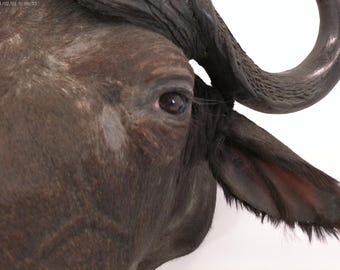 アフリカ水牛の剥製 - Etsy 日本