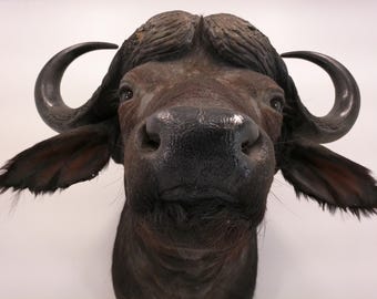 アフリカ水牛の剥製 - Etsy 日本