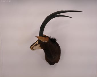 Tassidermia di antilope nera africana, tassidermia di montatura su spalla