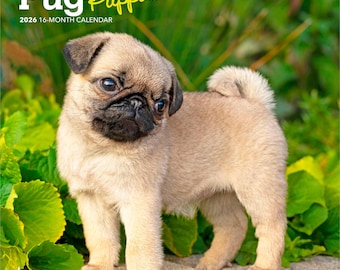 Pug Puppies | 2026 7 x 14 Inch (Hanging) Monthly Mini Wall Calendar | BrownTrout | Animals Dog Breeds Puppy