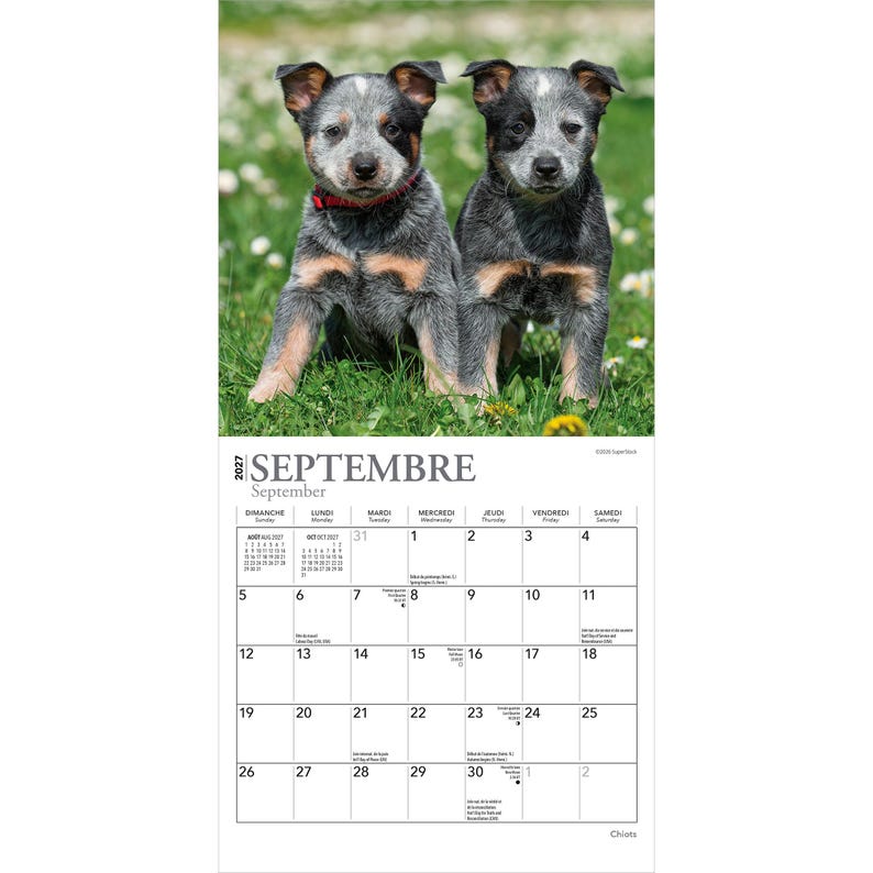 May include: A 2027 wall calendar featuring a photograph of two blue heeler puppies sitting in green grass. The calendar page displays the month of September with a grid layout, listing days of the week in both French and English languages.