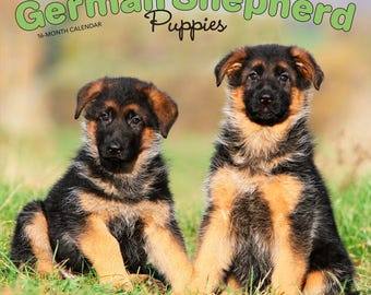 Chiots berger allemand | 2026 Calendrier mural mensuel carré (suspendu 12 x 24 po.) | sans plastique | Truite brune | Animaux Races de chiens Chiot