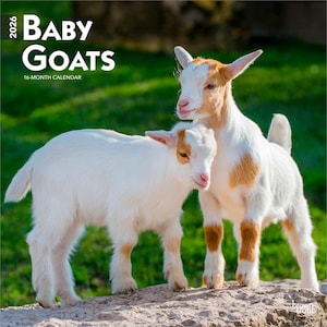 K&ouml;nnte beinhalten: Ein Kalender f&uuml;r 2026 mit zwei Ziegenbabys. Die Ziegen haben wei&szlig;es Fell mit braunen Markierungen an Ohren und Beinen. Der Kalendertitel lautet "Baby Goats" in gro&szlig;en, fetten Buchstaben.