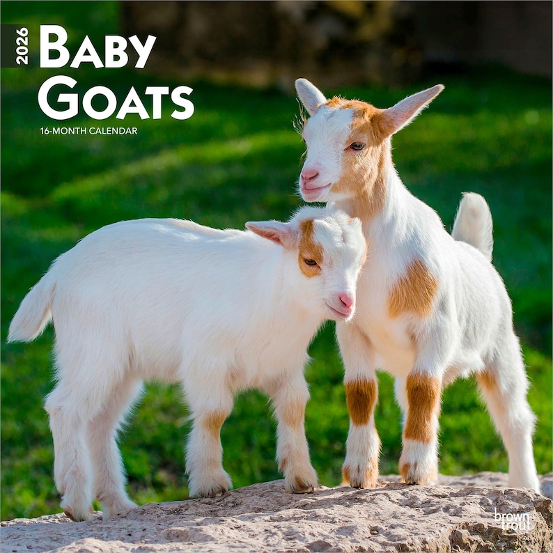 K&ouml;nnte beinhalten: Ein Kalender f&uuml;r 2026 mit zwei Ziegenbabys. Die Ziegen haben wei&szlig;es Fell mit braunen Markierungen an Ohren und Beinen. Der Kalendertitel lautet "Baby Goats" in gro&szlig;en, fetten Buchstaben.
