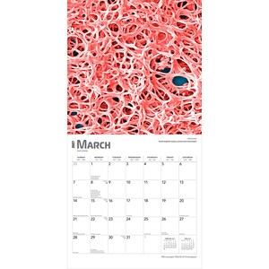 May include: A 2027 wall calendar for the month of March featuring a microscopic image of pink, tangled Borrelia burgdorferi bacteria against a dark blue background. The calendar grid displays dates from the 1st to the 31st with small text.