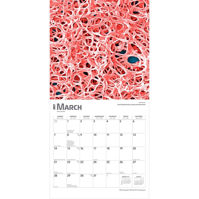 May include: A 2027 wall calendar for the month of March featuring a microscopic image of pink, tangled Borrelia burgdorferi bacteria against a dark blue background. The calendar grid displays dates from the 1st to the 31st with small text.