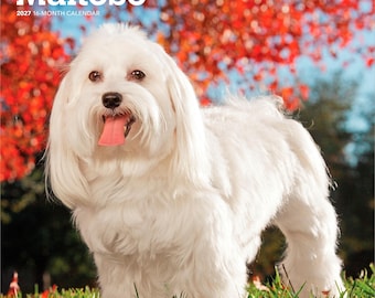 Maltese | 2027 12 x 24 Inch (Hanging) Monthly Square Wall Calendar | Plastic-Free | BrownTrout | Animals Small Dog Breeds