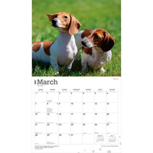 Pu&ograve; includere: Un calendario da parete per marzo 2027 con una fotografia di due bassotti marroni e bianchi in piedi sull'erba verde. La griglia del calendario mostra i giorni del mese con l'intestazione March 2027 e piccole impronte di zampe come decorazione.