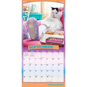 May include: A 2027 wall calendar for the month of September featuring a white cat wearing fuzzy purple slippers while lounging on a pink surface next to a box of donuts. The calendar grid displays the days of the month with the text SEPTEMBRE 2027.