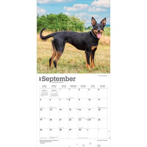 Puede incluir: Un calendario de pared para septiembre de 2027 con un perro Kelpie australiano negro y fuego de pie en un campo de hierba. La cuadr&iacute;cula del calendario muestra los d&iacute;as del mes con el texto September 2027 y peque&ntilde;os acentos de huellas de patas.