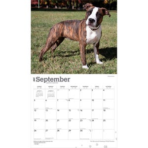 Op de afbeelding: Een wandkalender voor september 2027 met een gestroomde en witte Amerikaanse Pitbull Terri&euml;r die in een grasveld staat. Het kalenderrooster toont de dagen van de maand met de tekst September 2027 duidelijk bovenaan afgedrukt.