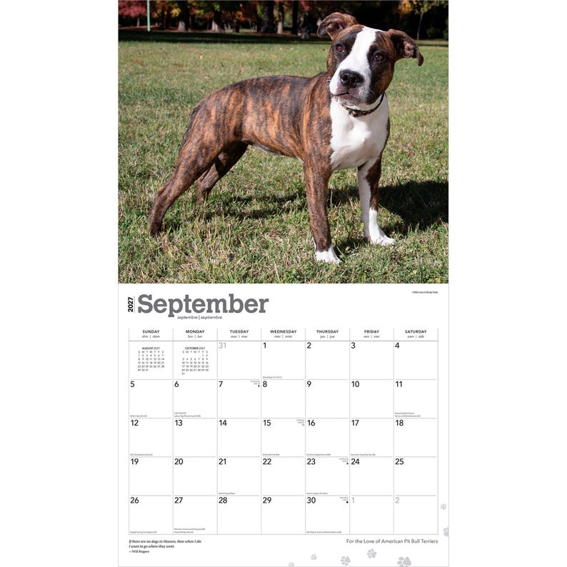 Op de afbeelding: Een wandkalender voor september 2027 met een gestroomde en witte Amerikaanse Pitbull Terri&euml;r die in een grasveld staat. Het kalenderrooster toont de dagen van de maand met de tekst September 2027 duidelijk bovenaan afgedrukt.