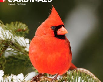 Puede incluir: Un calendario de 16 meses para 2027 titulado Cardinals que muestra un pájaro cardenal rojo brillante con una máscara facial negra posado en una rama de pino cubierta de nieve. El texto 2027, Cardinals, 16-month calendar y brown trout aparece impreso.