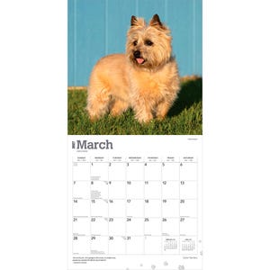 Cairn Terriers | 2027 12 x 24 Inch (Hanging) Monthly Square Wall Calendar | Plastic-Free | BrownTrout | Animals Dog Breeds image 3