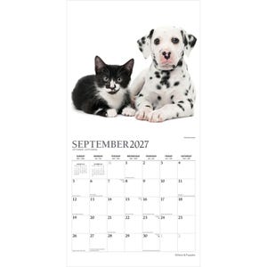 Peut inclure: Un calendrier mural pour septembre 2027 illustr&eacute; par un chaton noir et blanc et un chiot blanc &agrave; taches noires couch&eacute;s c&ocirc;te &agrave; c&ocirc;te. La grille du calendrier affiche le mois, l'ann&eacute;e et les jours de la semaine en noir sur fond blanc.