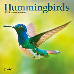 K&ouml;nnte beinhalten: Ein 16-Monats-Kalender f&uuml;r 2027 mit dem Titel Hummingbirds, der ein Foto eines Kolibris im Flug mit blauem Kopf, gr&uuml;nen Fl&uuml;geln und heller Brust zeigt. Das Wort Plato ist unten links auf dem quadratischen Wandkalender aufgedruckt.
