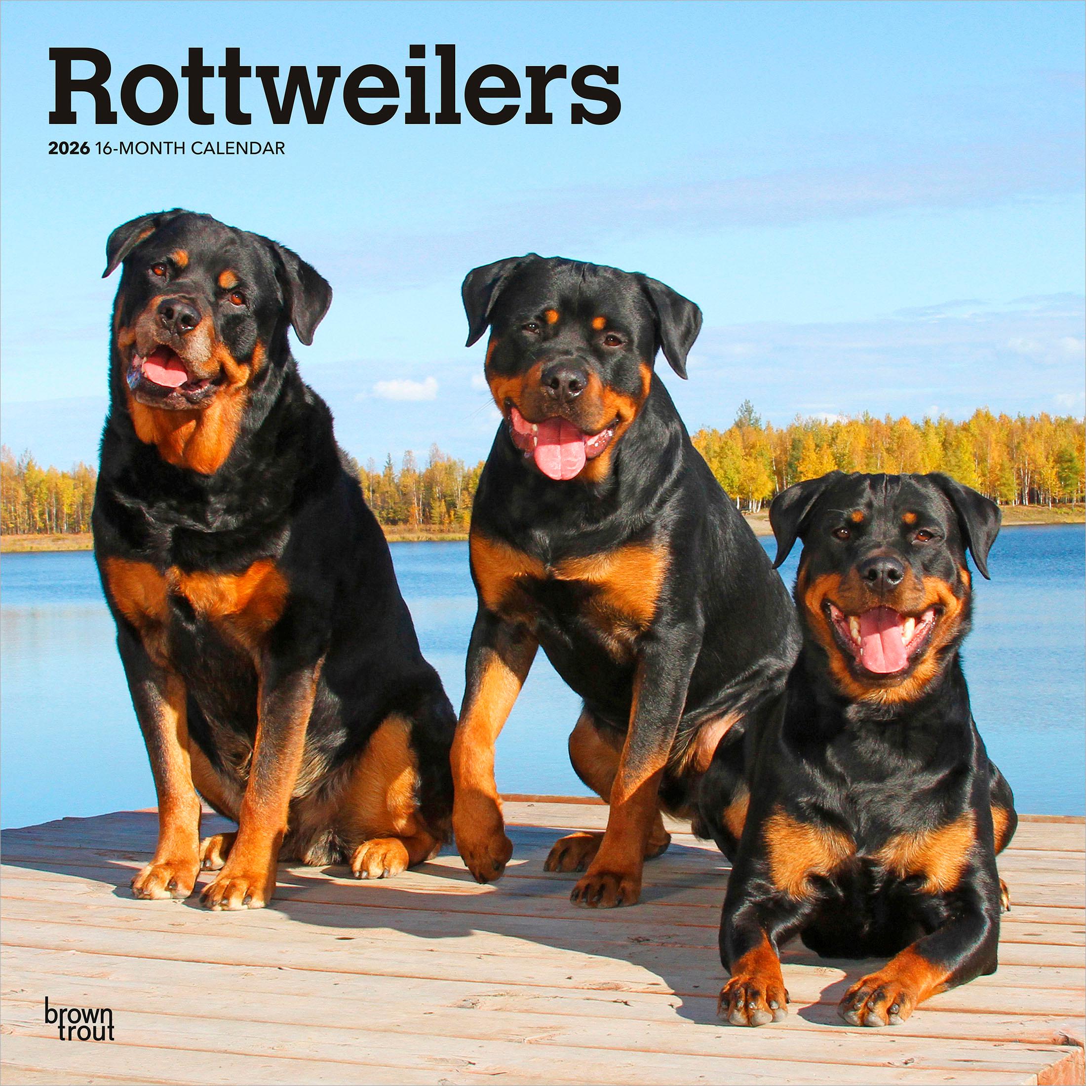 Three Rottweilers Rottweiler Female Rottweiler Puppy Price In Olx
