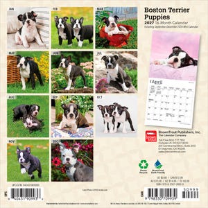 Puede incluir: Un calendario de 16 meses para 2027 de cachorros Boston Terrier con doce fotograf&iacute;as distintas de cachorros blancos y negros en varios entornos. La contraportada muestra una cuadr&iacute;cula de im&aacute;genes mensuales, una p&aacute;gina de muestra de abril e informaci&oacute;n del editor.