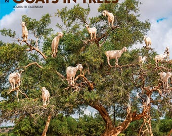 Goats in Trees | 2027 12 x 24 Inch (Hanging) Monthly Square Wall Calendar | Plastic-Free | BrownTrout | Domestic Funny Farm Animals