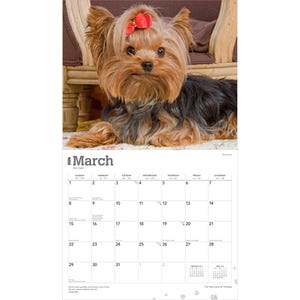 Peut inclure: Page de calendrier de mars 2026 avec un Yorkshire Terrier &agrave; la fourrure marron et noire et un n&oelig;ud rouge. Le chien est allong&eacute; sur une surface &agrave; motifs floraux. Le calendrier a un fond blanc avec les jours de la semaine.