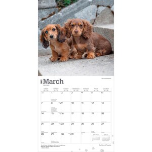 May include: A 2027 wall calendar for the month of March featuring a photograph of two long-haired dachshund puppies. One puppy has light brown fur and blue eyes, while the other has darker brown fur. The calendar grid displays dates and the text March 2027.