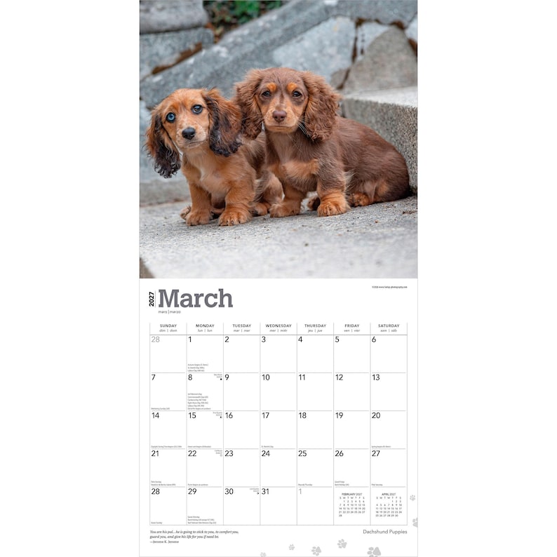 May include: A 2027 wall calendar for the month of March featuring a photograph of two long-haired dachshund puppies. One puppy has light brown fur and blue eyes, while the other has darker brown fur. The calendar grid displays dates and the text March 2027.