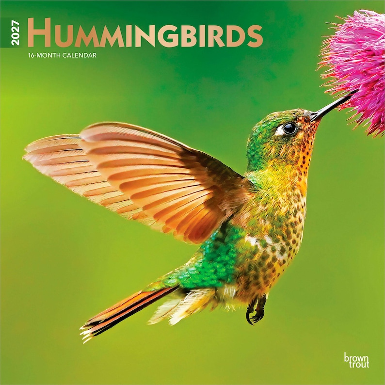 K&ouml;nnte beinhalten: Ein 16-Monats-Kalender 2027 mit dem Titel &bdquo;Hummingbirds&ldquo;. Das Bild zeigt einen Kolibri im Flug mit ausgebreiteten Fl&uuml;geln, die orange und braune Federn zeigen. Der Vogel befindet sich in der N&auml;he einer rosa Blume vor gr&uuml;nem Hintergrund.