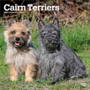 Cairn Terriers | 2027 12 x 24 Inch (Hanging) Monthly Square Wall Calendar | Plastic-Free | BrownTrout | Animals Dog Breeds image 1