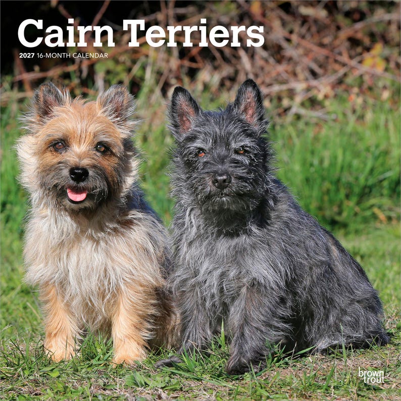 Cairn Terriers | 2027 12 x 24 Inch (Hanging) Monthly Square Wall Calendar | Plastic-Free | BrownTrout | Animals Dog Breeds image 1