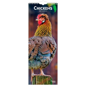 Gallinas / Calendario de pared mensual delgado de 5,7 x 16,5 pulgadas (para colgar) 2027 / BrownTrout / Animales de granja domésticos