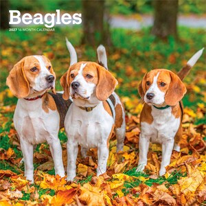 May include: A 2027 16-month calendar titled Beagles featuring a photograph of three tricolour beagle dogs standing in a field of fallen autumn leaves. The dogs have white, brown, and black fur, and each wears a different coloured collar in red, tan, or green.