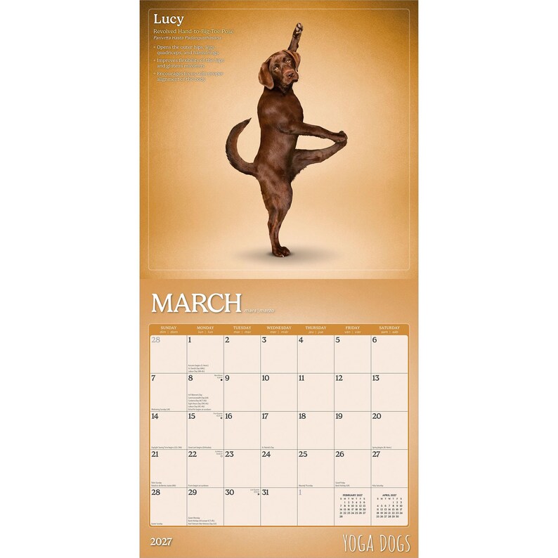 Puede incluir: Un perro marr&oacute;n en una postura de yoga aparece en una p&aacute;gina del calendario de marzo de 2027. El calendario tiene un fondo marr&oacute;n claro con el texto "YOGA DOGS" en la parte inferior. El perro est&aacute; en equilibrio sobre una pata.