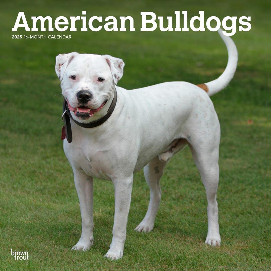 American Bulldog Jack Russell Mix Bama Bully American Bully Rescue
