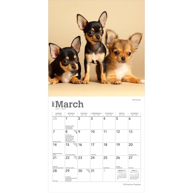 Puede incluir: Un calendario de pared para marzo de 2027 con tres cachorros de Chihuahua. Dos cachorros son negros y fuego, y uno es de pelo largo beige y blanco. La cuadr&iacute;cula del calendario muestra los d&iacute;as del mes con el texto March 2027 en la parte superior.