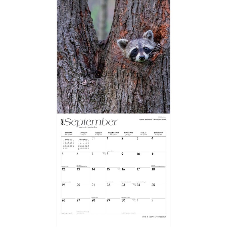 K&ouml;nnte beinhalten: Ein Wandkalender f&uuml;r September 2027 mit einer Fotografie eines Waschb&auml;ren, der aus einer Baumh&ouml;hle schaut. Das Kalenderraster zeigt die Tage des Monats mit schwarzem Text auf wei&szlig;em Hintergrund, einschlie&szlig;lich kleiner Referenzkalender f&uuml;r August und Oktober.
