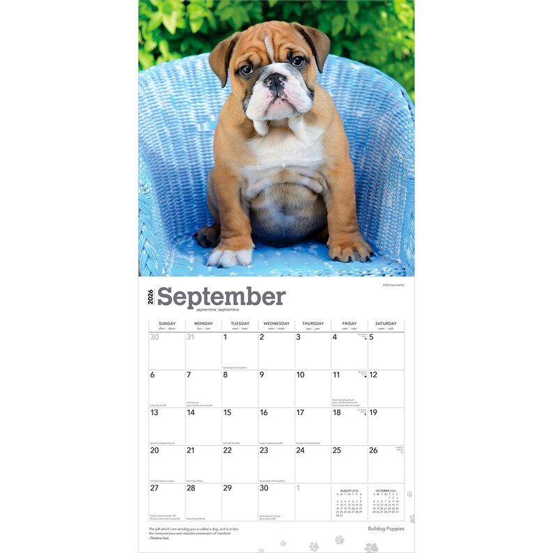 Puede incluir: Calendario de septiembre de 2026 con un cachorro de bulldog ingl&eacute;s marr&oacute;n y blanco sentado en una silla de mimbre azul claro. El cachorro tiene la cara arrugada. El fondo es verde. El calendario muestra los d&iacute;as de la semana y las fechas.