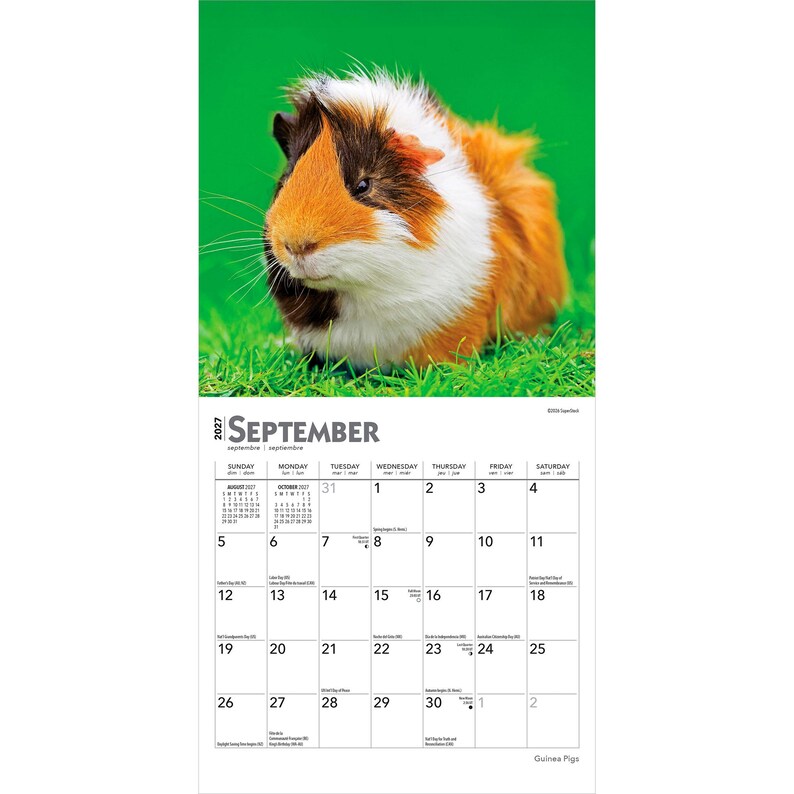 May include: A 2027 wall calendar for the month of September featuring a photograph of a tricolour guinea pig with white, orange, and black fur sitting in green grass. The calendar grid displays the days of the month with dates and text.