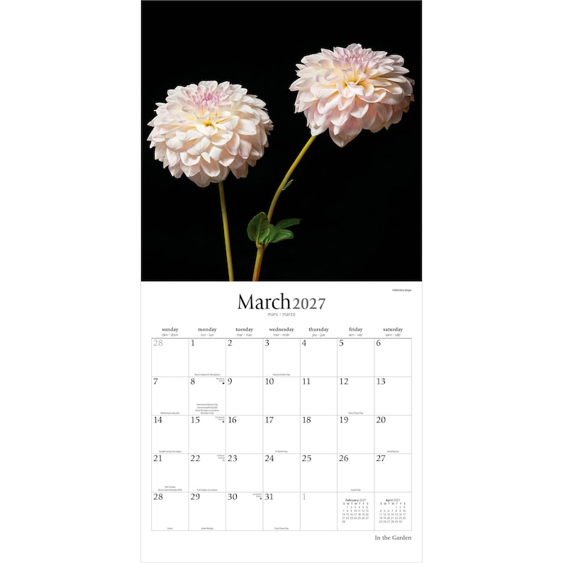 May include: A wall calendar for March 2027 featuring a photograph of two pale pink dahlia flowers against a solid black background. The calendar grid displays the days of the month with the text March 2027 at the top and small monthly calendars.