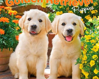 Golden Retriever Puppies | 2027 12 x 24 Inch (Hanging) Monthly Square Wall Calendar | Plastic-Free | BrownTrout | Animals Dog Breeds Puppy